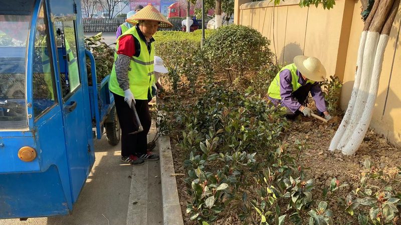 市政绿化苗木价格走势：影响因素与趋势分析