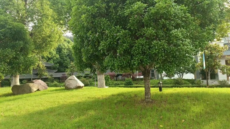 会议室花卉租摆：如何选择合适的植物提升办公环境**