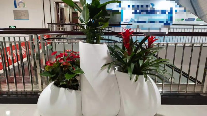 屋顶绿化新选择：佛甲草厂家直销，打造生态宜居空间**